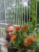 Xanthostemon sp.(T01) orange flower 