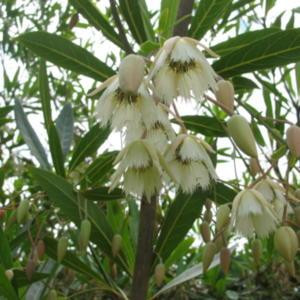 Elaeocarpus hygrophilus variegated