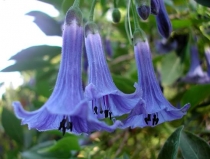 Iochroma  Australis Blue