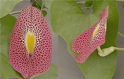 Aristolochia odoratissima