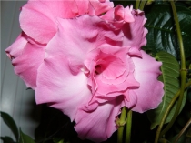 Дипладения махровая-Dipladenia Pink Parfeit