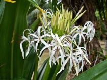 Кринум амоенум Crinum Amoenum