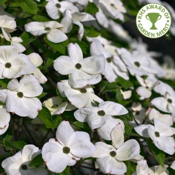 Дерен коуза 'Ева', Кизил японский 'Ева'Cornus kousa 'Eva'