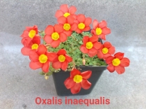 Oxalis inaequalis