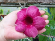 Алламанда Пурпурная-Allamanda blanchetii-Violette Allamanda