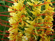 Гедихиум Hedychium gardnerianum Yellow