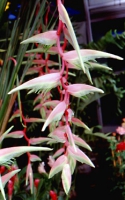 Геликония Heliconia chartacea L.ex B Sexy Pink