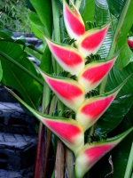 Геликония Heliconia wagneriana Rainbow