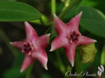 Coronaria Pink