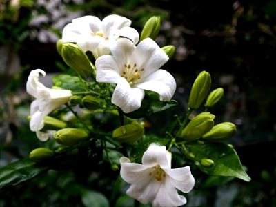 Муррайя паникулятум Himalayan- Murraya paniculata Himalayan