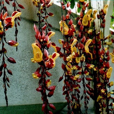 Тунбергия-THUNBERGIA MYSORENSIS-1