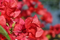 Red Variegata