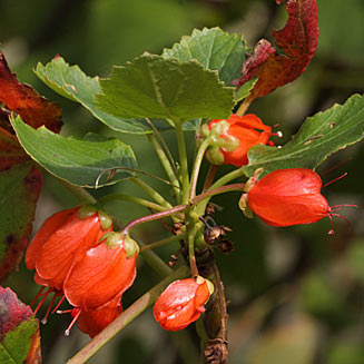 Greyia flanaganii