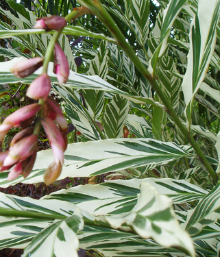 Альпиния Виттата. Имбирь вариегатный. Alpinia Vittata