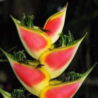 Геликония Heliconia Wagneriana cv Peterson Rainbow