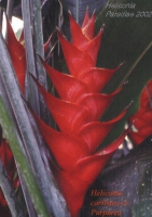 Геликония Heliconia caribaea Purpurea