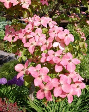 Дерен коуза 'Сатоми Компакт', Кизил японский 'Сатоми Компакт'Cornus kousa 'Pv Satomi Compact'