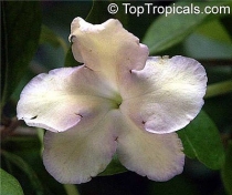 Brunfelsia isola-1 - Lavender Lady of the Night