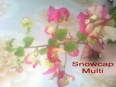 Snowcap Multi