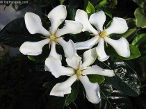 Гардения вьетнамская-Gardenia vietnamensis