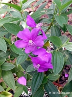 Тибухина Tibouchina Disson