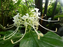 Hedychium thyrsiforme