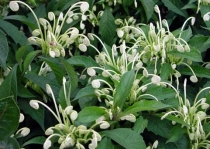 Клеродендрум Музыкальные нотки-Clerodendrum incisum