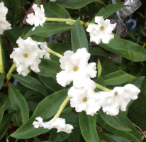 Brunfelsia Manaca