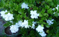 Gardenia augusta.