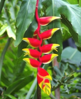 Геликония Heliconia rostrata