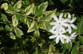 Жасмин мультифлорум вариегатный-jasminum multiflorum variegatum