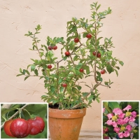 Барбадосская вишня Malpighia punicifolia