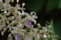 Clerodendrum serratum на бутоне.