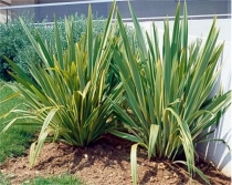 Phormium tenax Лен Новозеландский