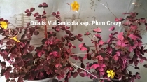 Oxalis Vulcanicola ssp. Plum Crazy.
