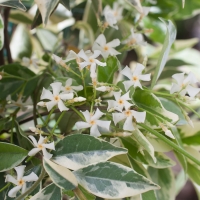 Трахелоспермум жасминовидный 'Nagaba'- Trachelospermum jasminoides 'Nagaba'