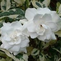 Гардения Августа вариегата-gardenia augusta variegata