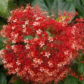 Клеродендрум паникулятум-Clerodendrum paniculatum Pagoda Flower 