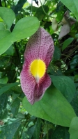 Aristolochia odoratissima