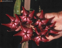 Hoya Onychoides