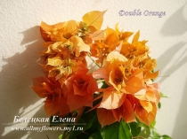 Doudle Orange