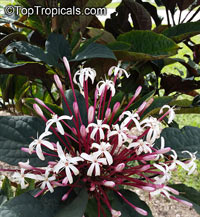 Клеродендрум Фейерверк вариегатный-Clerodendrum quadriloculare