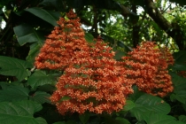 Клеродендрум паникулятум-Clerodendrum paniculatum Pagoda Flower 