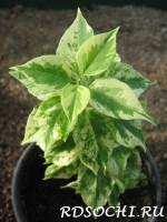 Mini -Thai Variegata