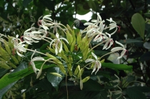 Клеродендрум минахассе-Clerodendrum minahassae