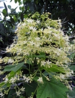 Клеродендрум метельчатый-Clerodendrum paniculatum Alba