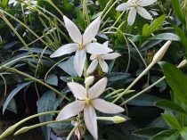 ALIBERTIA BELIZE - WHITE STAR FLOWER или мармеладное дерево.