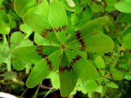 Oxalis deppei 'Iron Cross Reversed' 