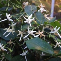 Жасмин Di Dymum- JASMINUM Di Dymum  На бутонах. Ароматный.