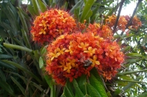 Saraca Indica